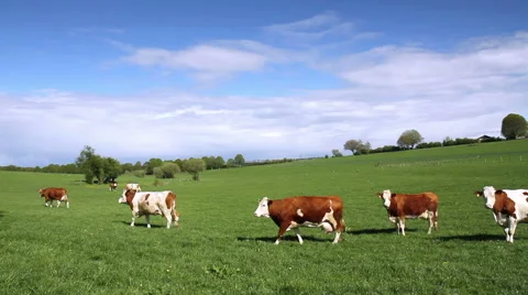 Cows on the field. Stock Footage 49891285