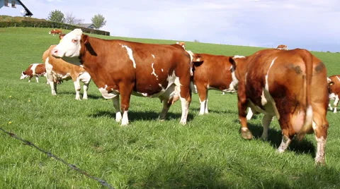 Cows on the field. Stock Footage 49966597