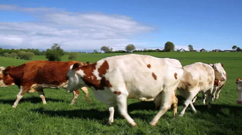 Cows on the field. Stock Footage 49966827