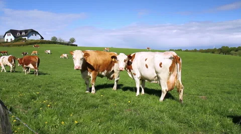 Cows on the field. Stock Footage 49971924