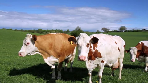 Cows on the field. Stock Footage 49972630