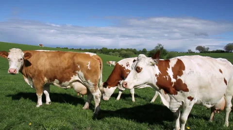 Cows on the field. Stock Footage 49973180