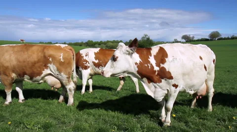 Cows on the field. Stock Footage 49973753