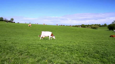 Cows on the field. Stock Footage 50330985