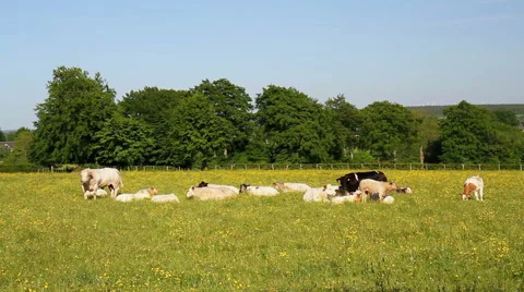 Cows on the field. Stock Footage 50801879