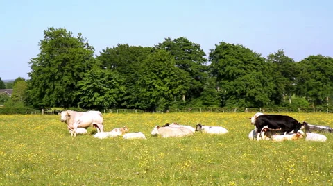 Cows on the field. Stock Footage 50803138