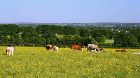 Cows on the field. Stock Footage 50803662