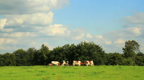 Cows on the field. Stock Footage 54606573