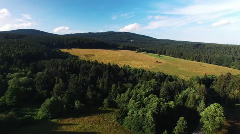 Cows in a field Stock Footage 67495774