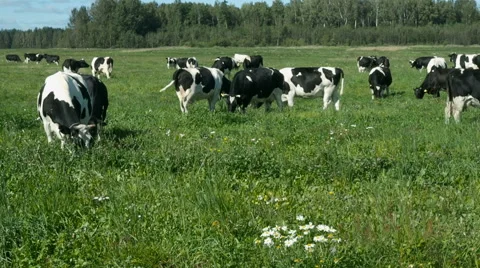 Cows on the field Stock Footage 67533277