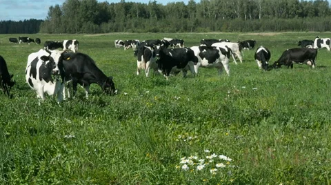 Cows on the field Stock Footage 67533375