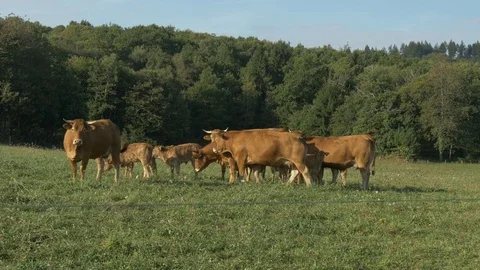 Cows in a field Stock-Footage 73766045