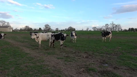 Cows in a field Video stock 76911513