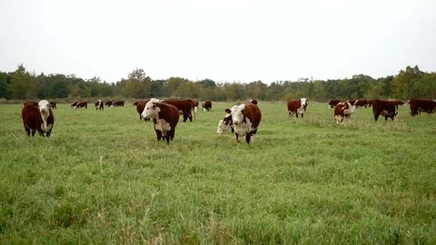 Cows in the field Stock Footage 77225775