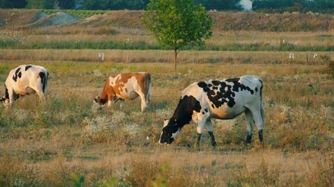 Cows in field Stock Footage 78249551