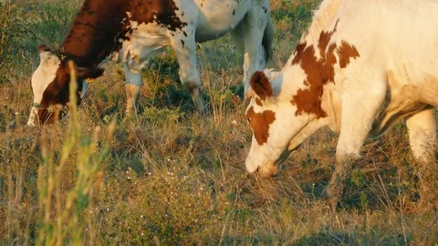 Cows in field Stock Footage 78250427