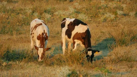 Cows in field Stock Footage 78252540