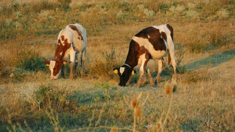 Cows in field Stock Footage 78253077