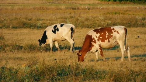 Cows in field Stock Footage 78253544