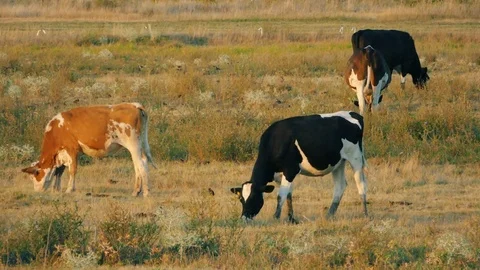 Cows in field Stock Footage 78254443