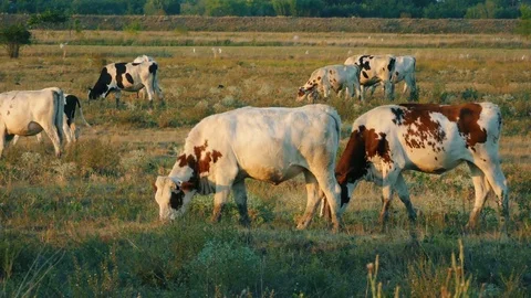 Cows in field Stock Footage 78258591