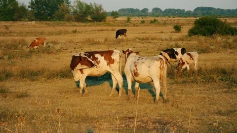 Cows in field Stock Footage 78260901