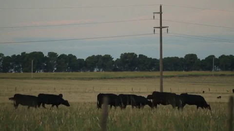 Cows in the field Video stock 78655202