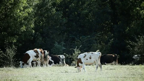 Cows on the field Stock Footage 79497397