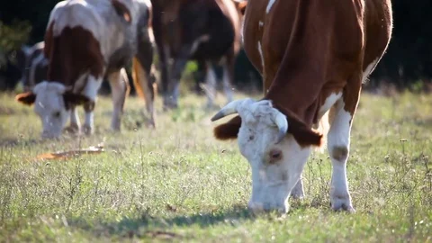 Cows in the field Stock Footage 79518086
