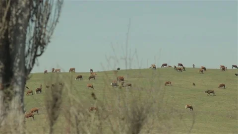 Cows on field Video stock 80462109