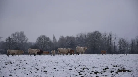 Cows in the field Stock Footage 82939580