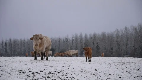 Cows in the field Stock Footage 82940051