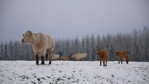 Cows in the field Stock Footage 82940641