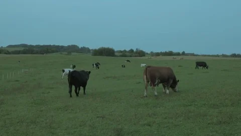 Cows on the field Stock Footage 83816115