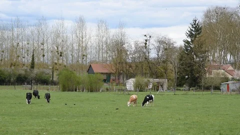 Cows in the field Stock Footage 88355469