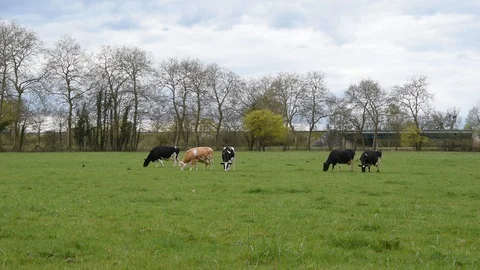 Cows in the field Stock Footage 88355782