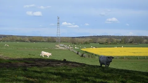 Cows in the field Stock Footage 88836189