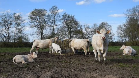 Cows in the field Stock Footage 88836690