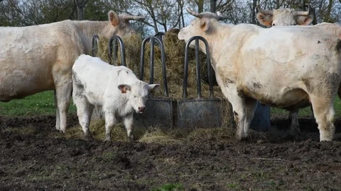 Cows in the field Stock Footage 88837014