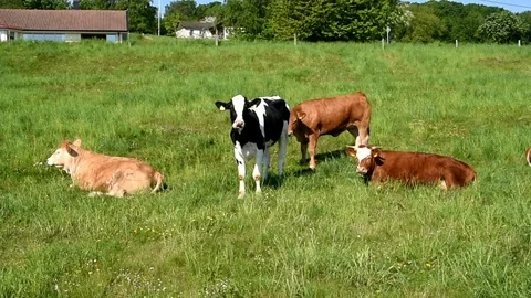 Cows in a field Stock Footage 90885834