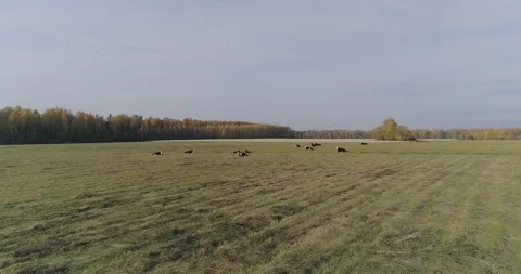 Cows on the field Stock Footage 99858601