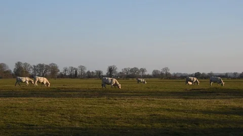 Cows in the field Stock Footage 104207256