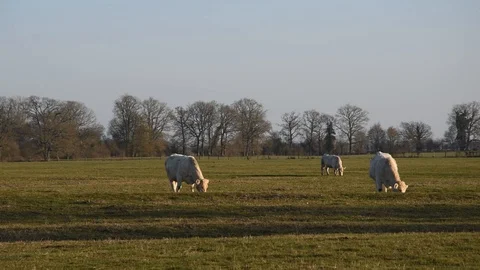Cows in the field Stock Footage 104213773