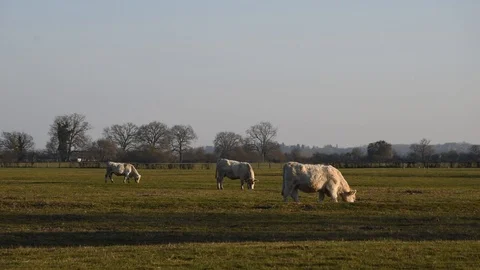 Cows in the field Stock Footage 104216558