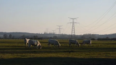 Cows in the field Stock Footage 104229736