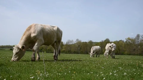 Cows in the field Stock Footage 106854067