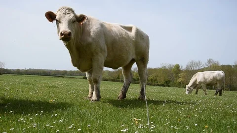 Cows in the field Stock Footage 106854124