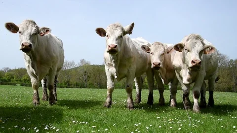 Cows in the field Stock Footage 106854286