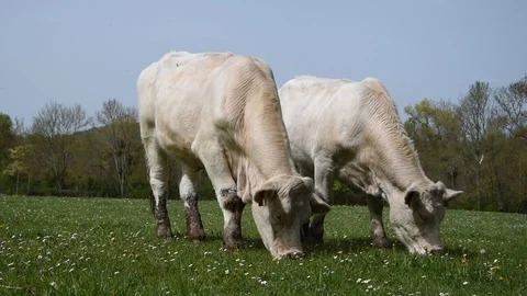 Cows in the field Stock Footage 106854339