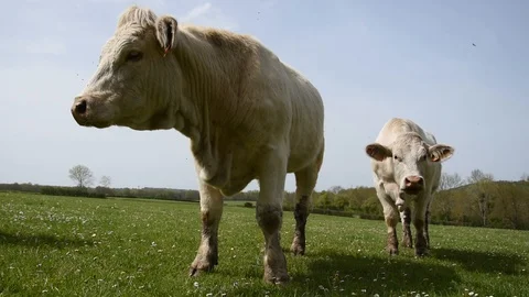 Cows in the field Stock Footage 106854456